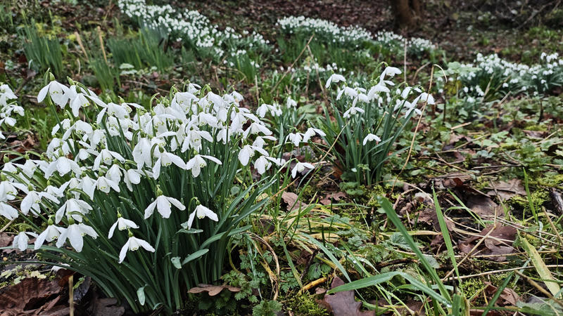 snowdrops outside the Watercress Wildlife Association